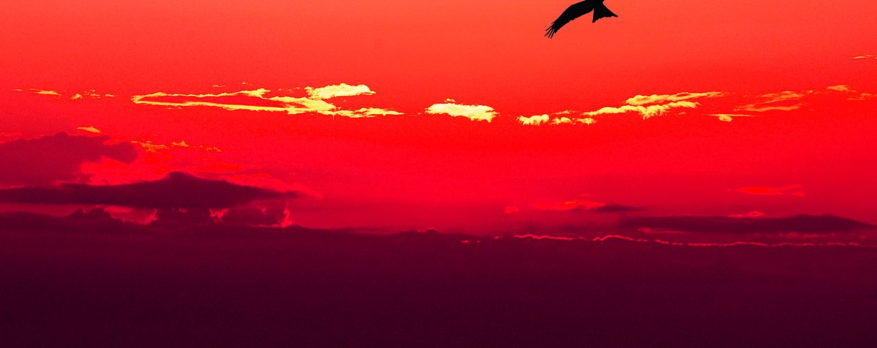 Rot ist die präsenteste und wärmste aller Farben – sie alarmiert und zieht uns zugleich magisch an.