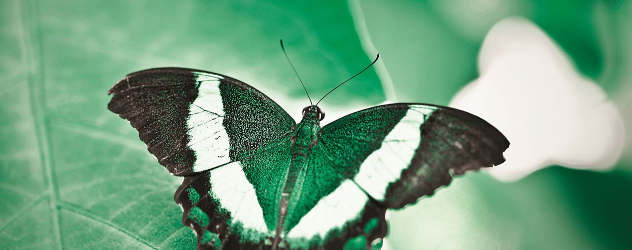 Grün ist die Farbe der Natur. Sie symbolisiert eine ruhige Kraft und Regeneration.